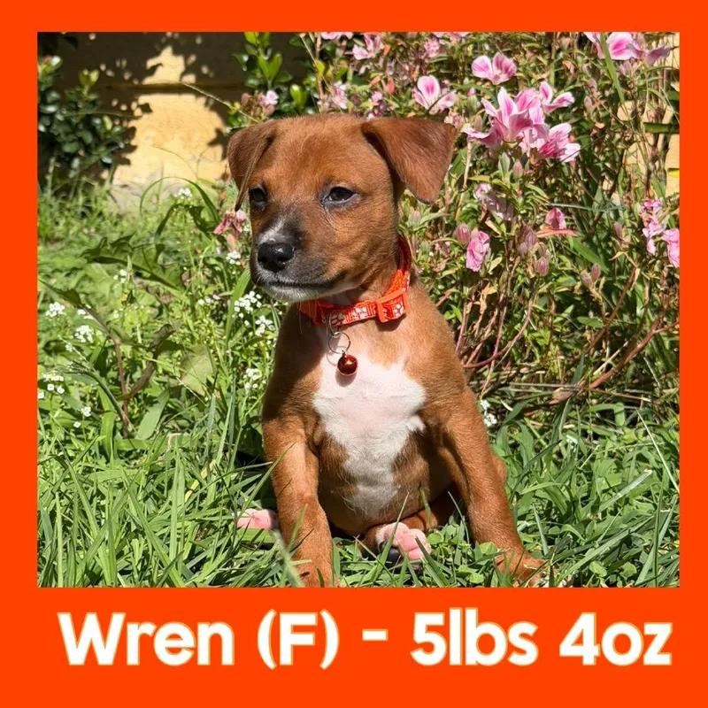A baby small-sized female Red / Chestnut / Orange Mixed Breed dog named Wren for adoption in San Diego, CA