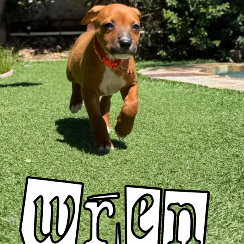Wren thumbnail 2