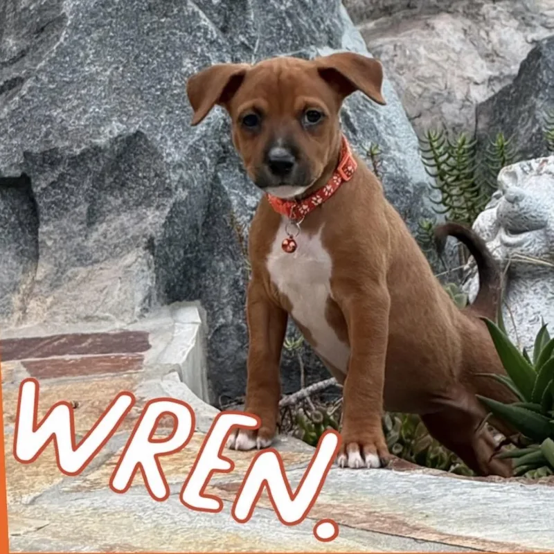 Wren thumbnail 3