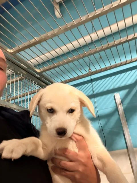 A baby small-sized female Mixed Breed dog named Maggie for adoption in Charlotte, NC