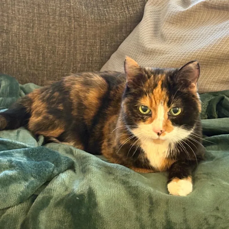 A senior small-sized female Black Domestic Short Hair cat named Precious for adoption in Washington, DC