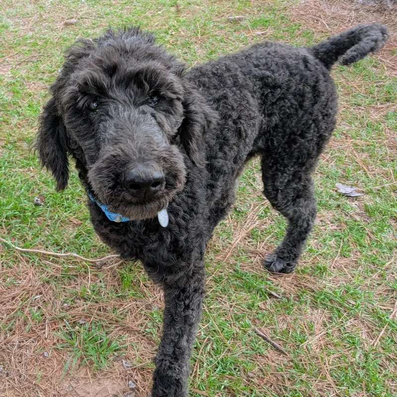 Rubie Rose thumbnail 3