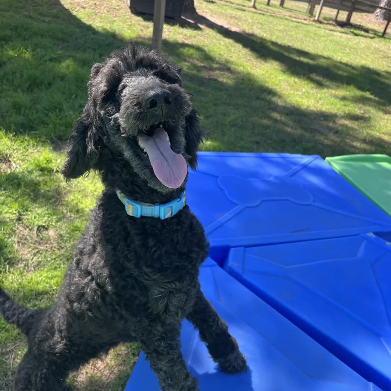 Rubie Rose thumbnail 4