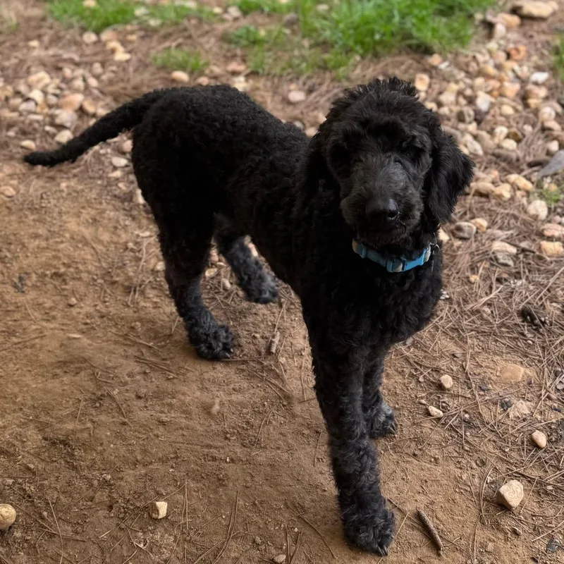 Rubie Rose thumbnail 5