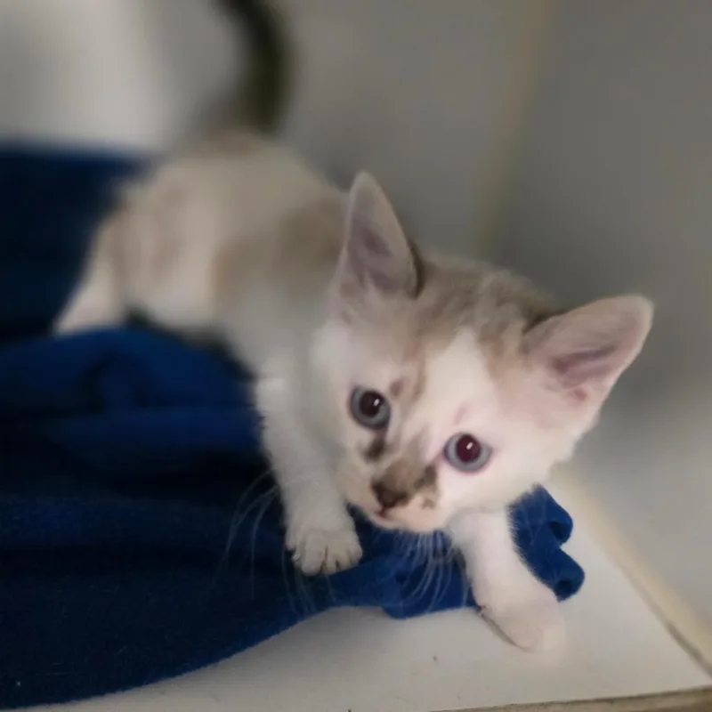 A baby medium-sized male Buff / Tan / Fawn Siamese cat named Stefan for adoption in Wiggins, MS