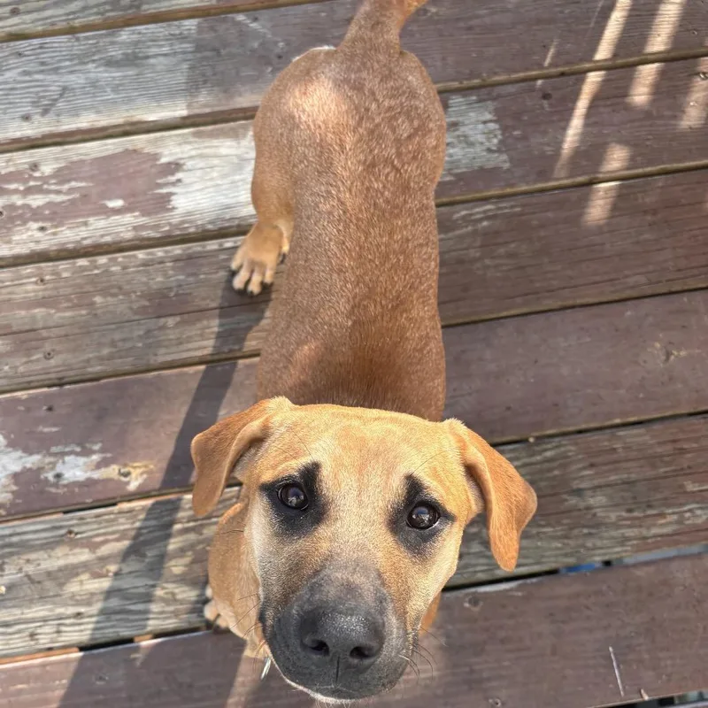 A young small-sized female Yellow / Tan / Blond / Fawn Basset Hound dog named Toni for adoption in Rockville, MD