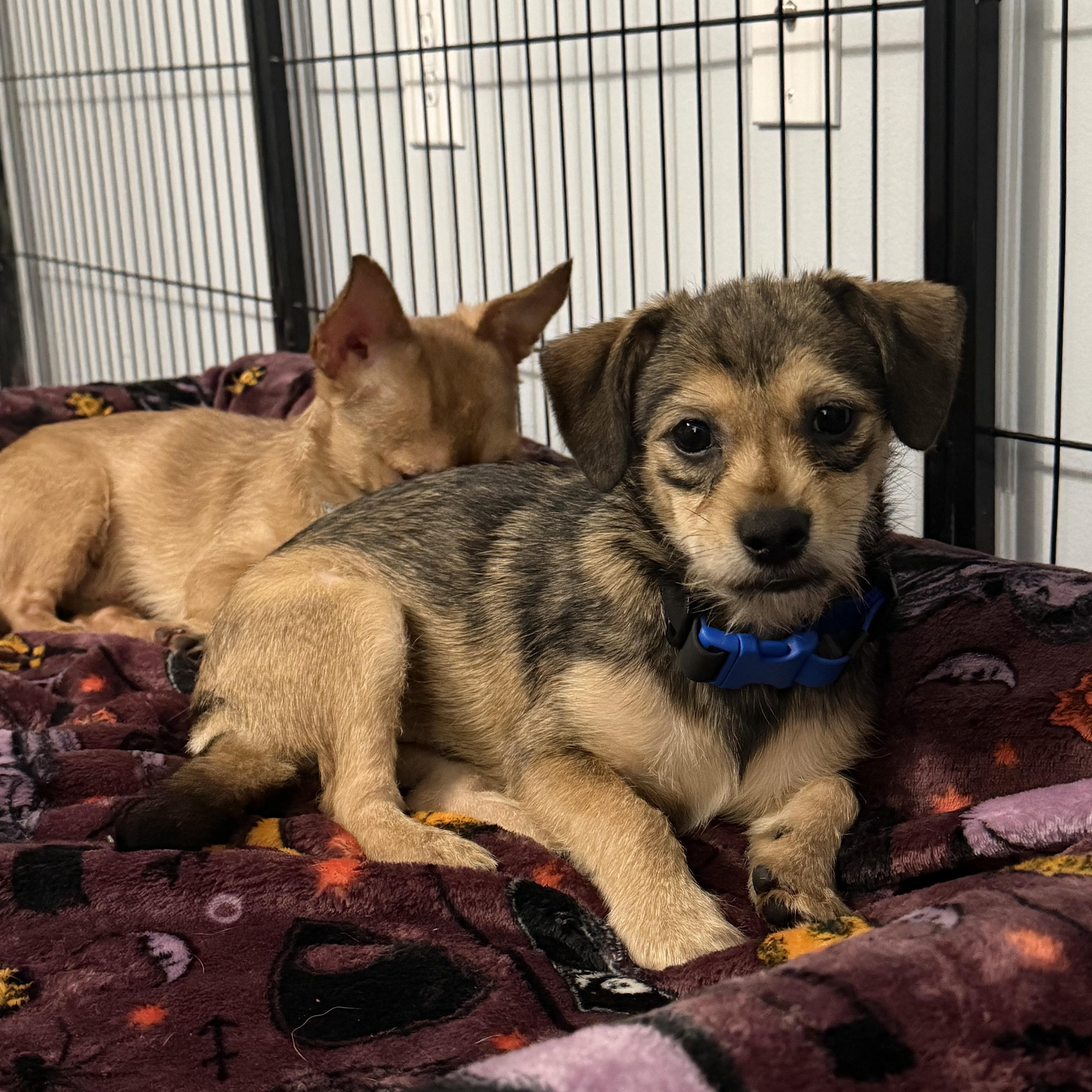 A young small-sized male Bicolor Terrier dog named Twizzler for adoption in Kings Mountain, NC
