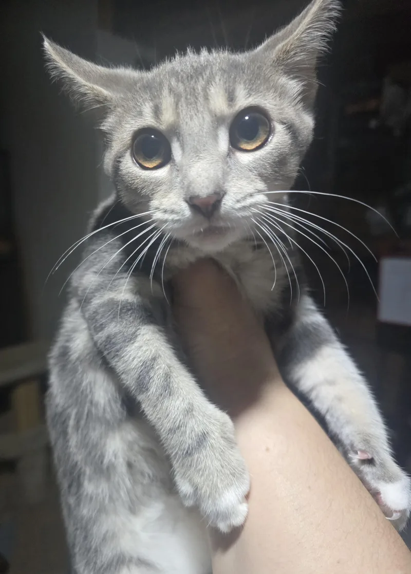 A baby medium-sized female Tabby (Gray / Blue / Silver) Domestic Short Hair cat named Cute Cedar for adoption in Elizabeth, PA