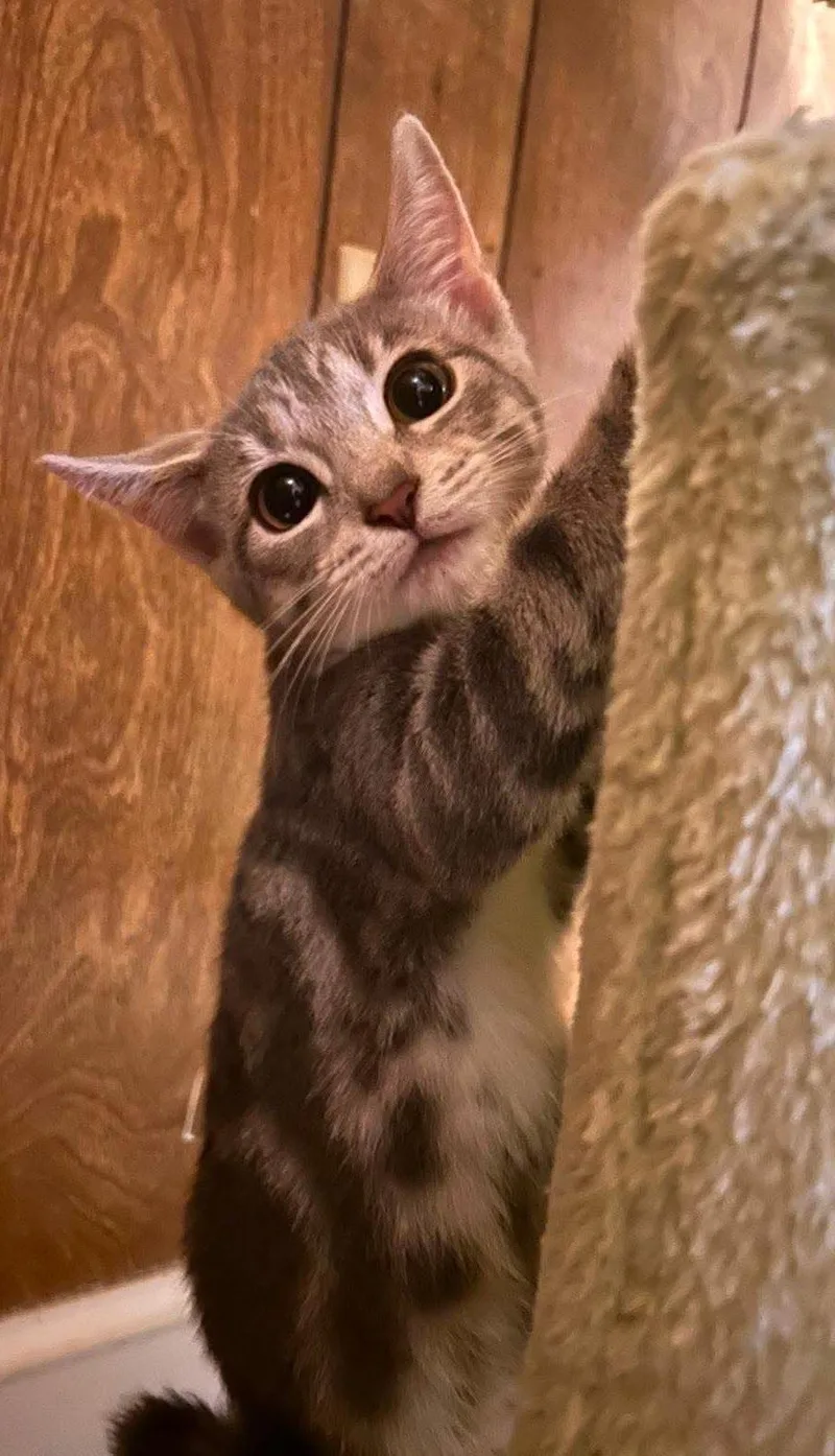 Cute Cedar thumbnail 2