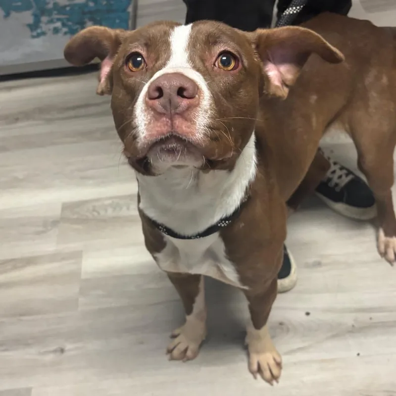 Sip N Shop thumbnail 5