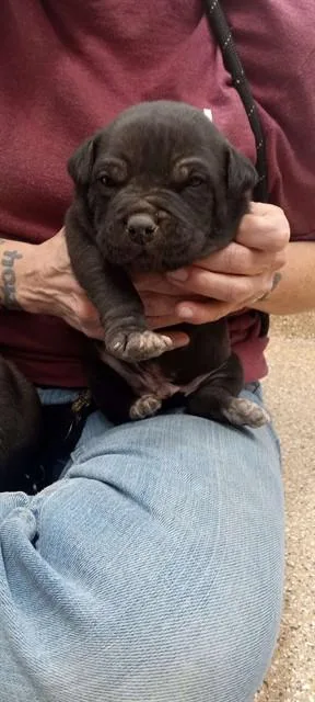 A young small-sized male Pit Bull Terrier dog named Jesus for adoption in Albuquerque, NM