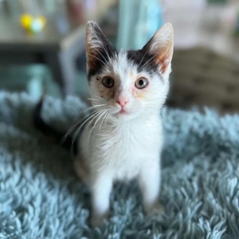 A baby small-sized female Domestic Short Hair cat named Rain for adoption in Allyn, WA