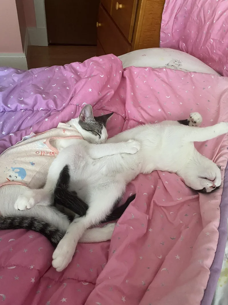 A baby large-sized male Buff & White Domestic Short Hair cat named Reed for adoption in Catasauqua, PA