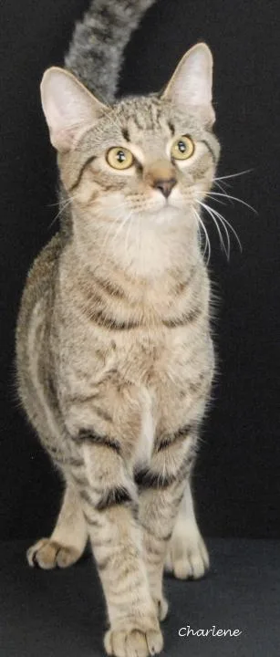 A young medium-sized male Tabby (Tiger Striped) Domestic Short Hair cat named Rubiks Cube for adoption in Newland, NC