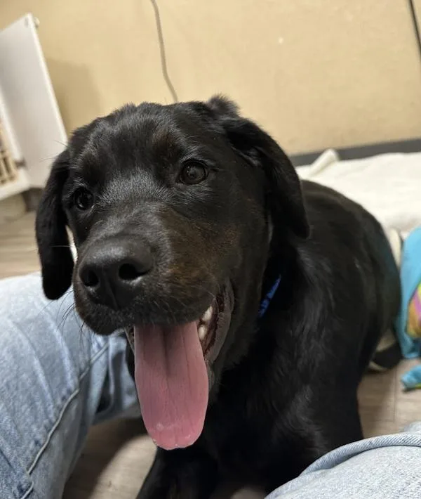 A young large-sized female Labrador Retriever dog named Sprinkles for adoption in Oceanside, CA