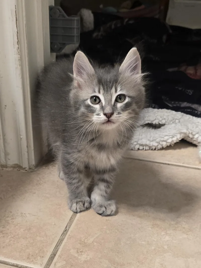 A baby medium-sized male Tabby (Gray / Blue / Silver) Domestic Medium Hair cat named Vax for adoption in Liverpool, TX