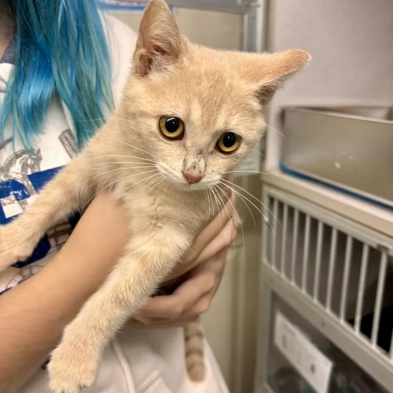 A baby small-sized female Orange / Red Domestic Short Hair cat named Celosia for adoption in Buffalo, MN