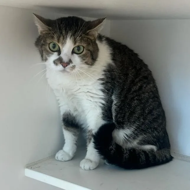 An adult large-sized female Tabby (Brown / Chocolate) Domestic Short Hair cat named Betty for adoption in Manassas, VA