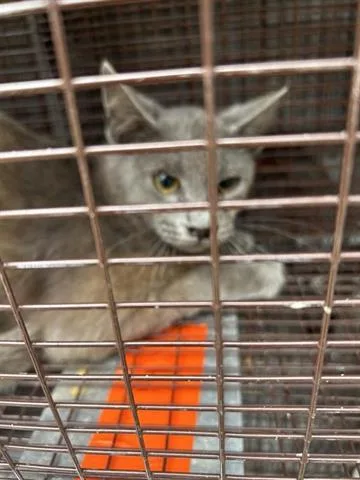 A young medium-sized female Domestic Short Hair cat named A for adoption in Houston, TX