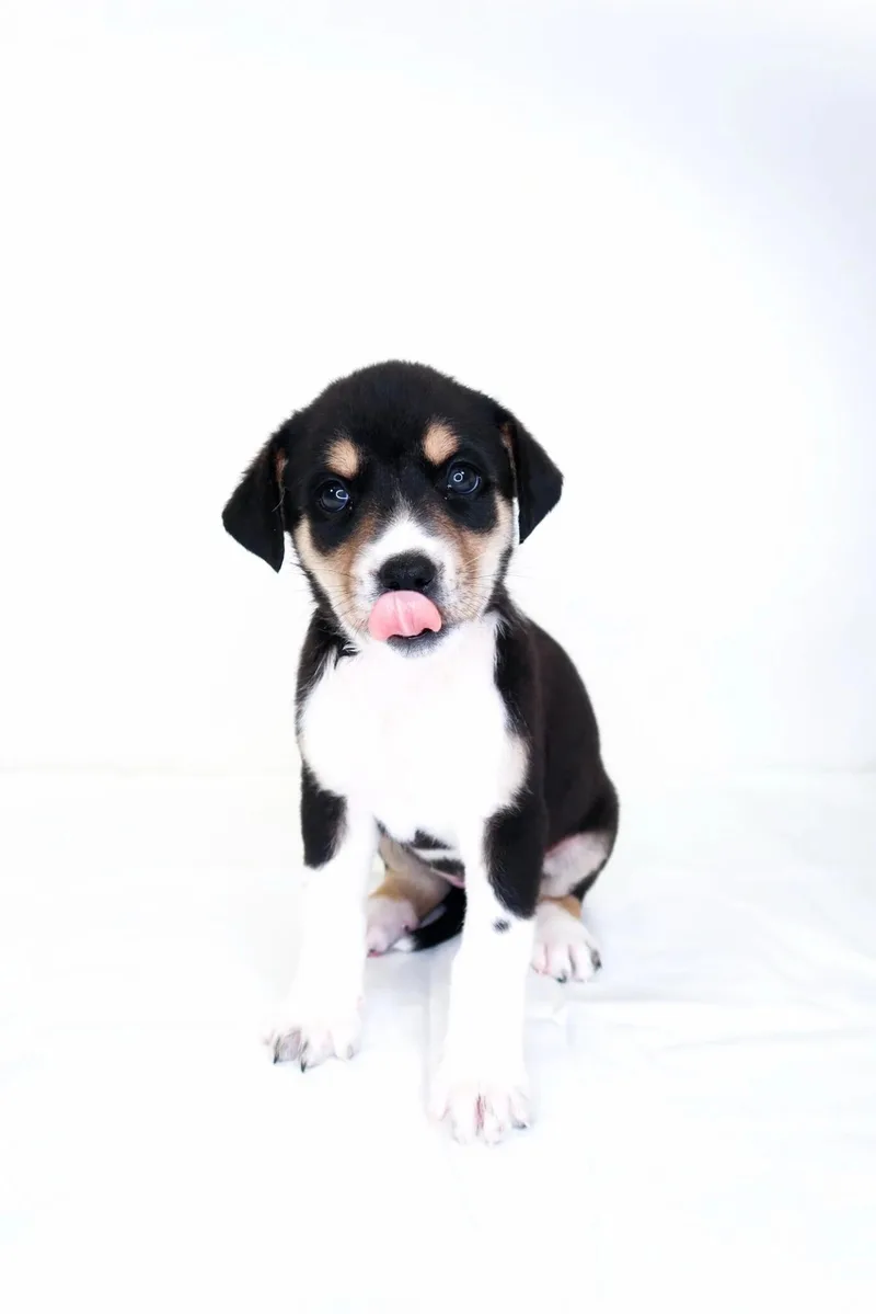 A baby medium-sized female Tricolor (Brown, Black, & White) Great Pyrenees dog named Hibiscus for adoption in Bixby, OK