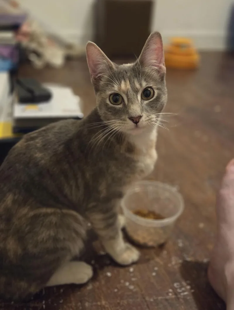 A young medium-sized female Domestic Short Hair cat named Opal for adoption in Havertown, PA