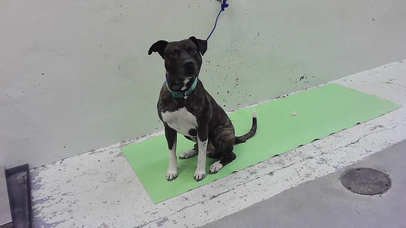A young medium-sized male Staffordshire Bull Terrier dog named Chance for adoption in Houston, TX