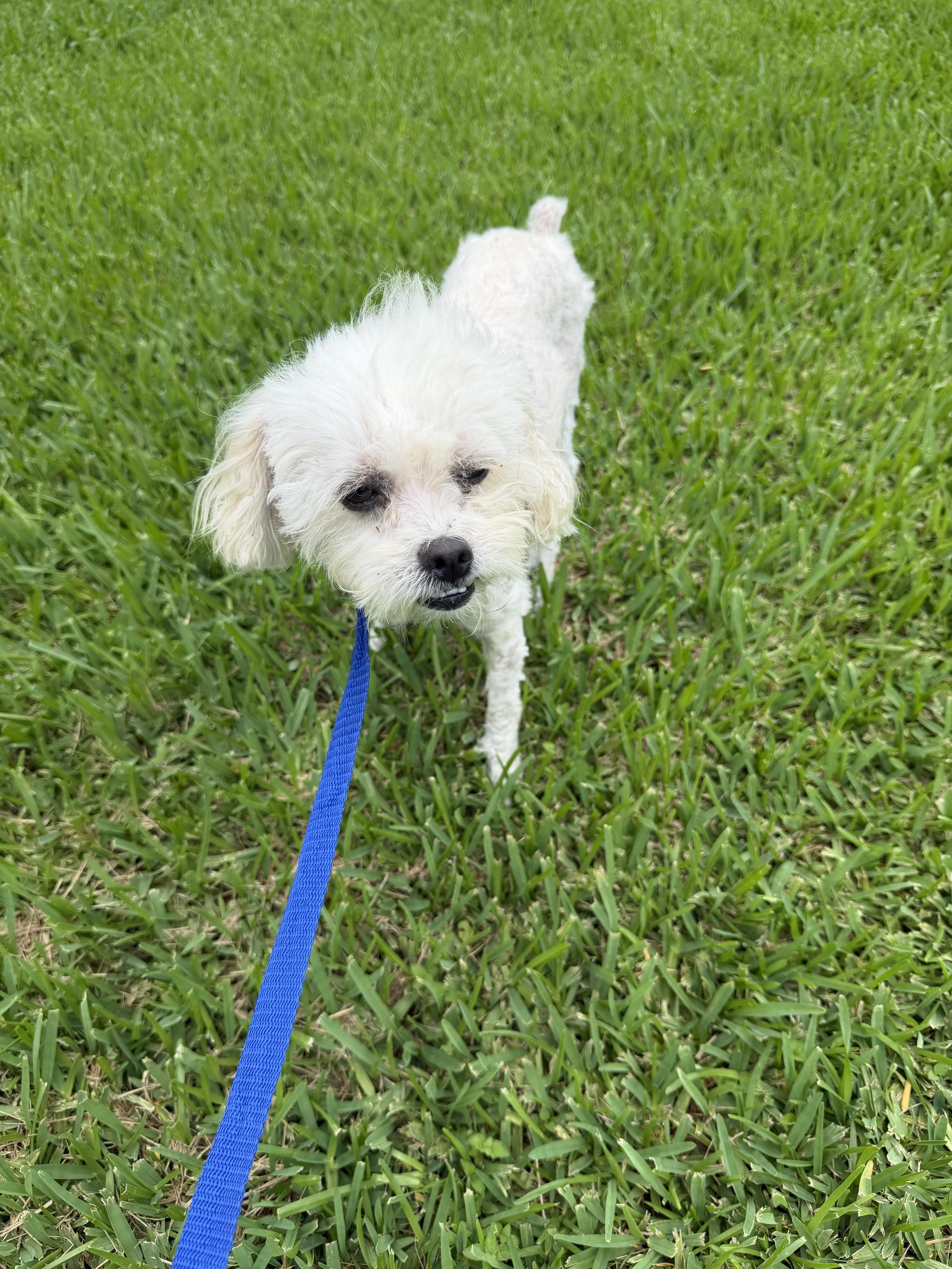 An adult small-sized female Maltipoo dog named Duchess for adoption in Louise, TX