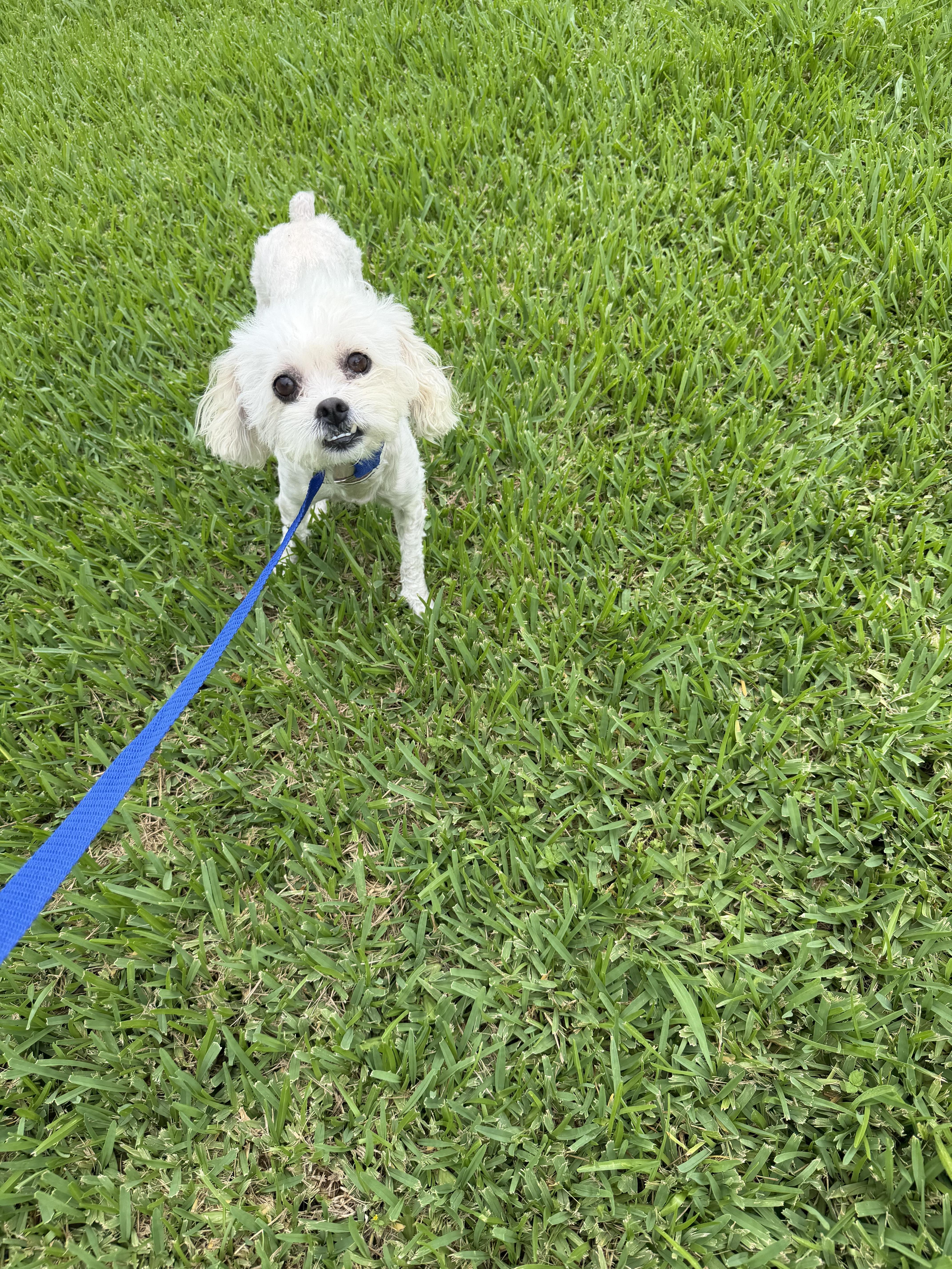 Duchess thumbnail 2