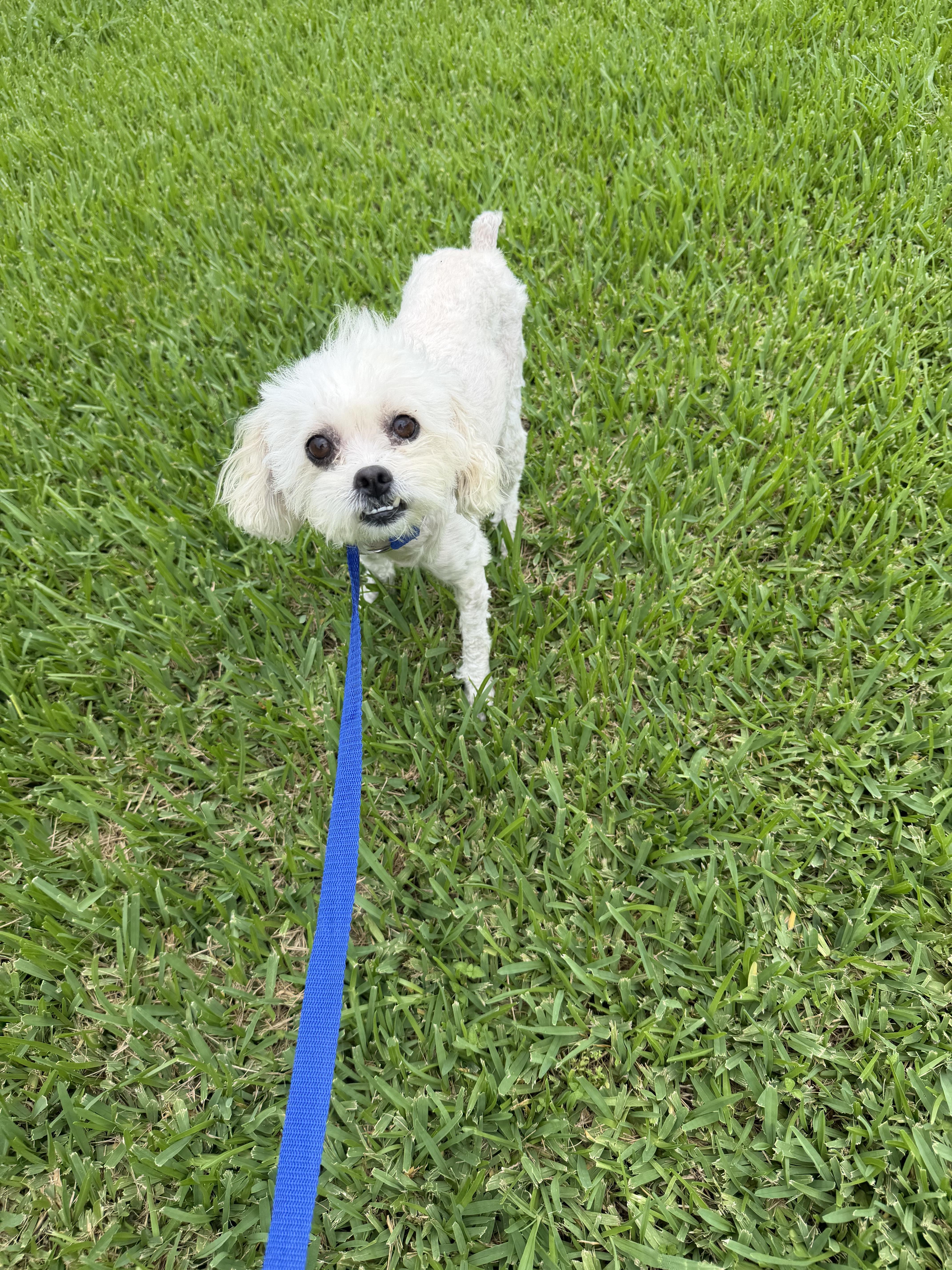 Duchess thumbnail 3