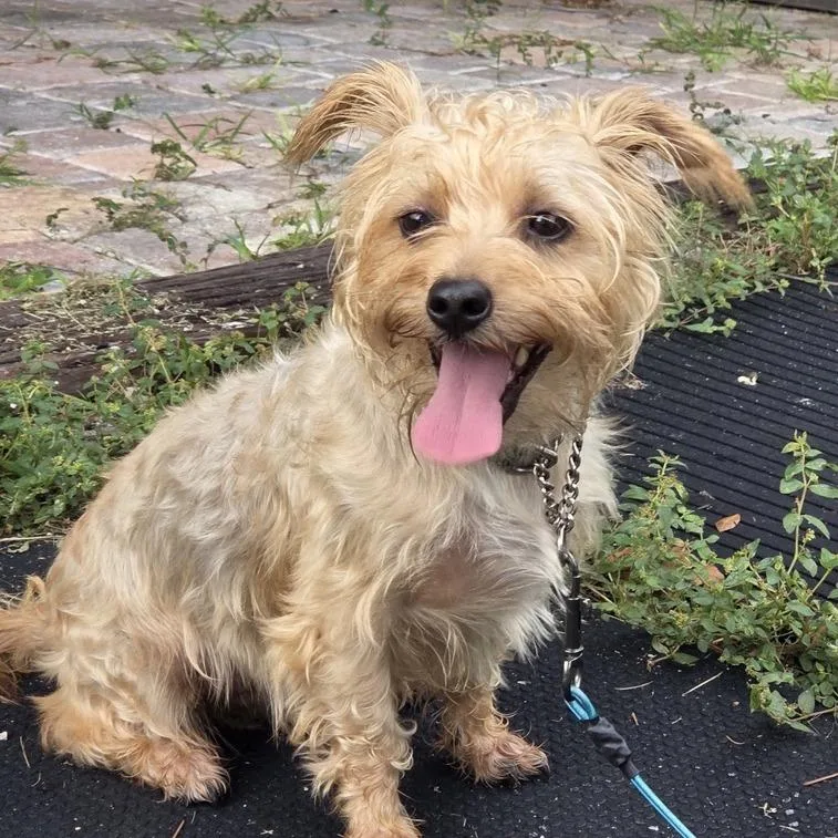 An adult small-sized male White / Cream Silky Terrier dog named Fred for adoption in Hobe Sound, FL
