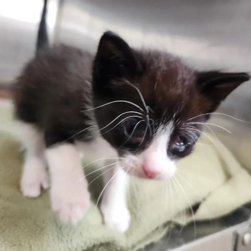 A baby small-sized male Domestic Short Hair cat named Felix is at Petsmart for adoption in Cedaredge, CO
