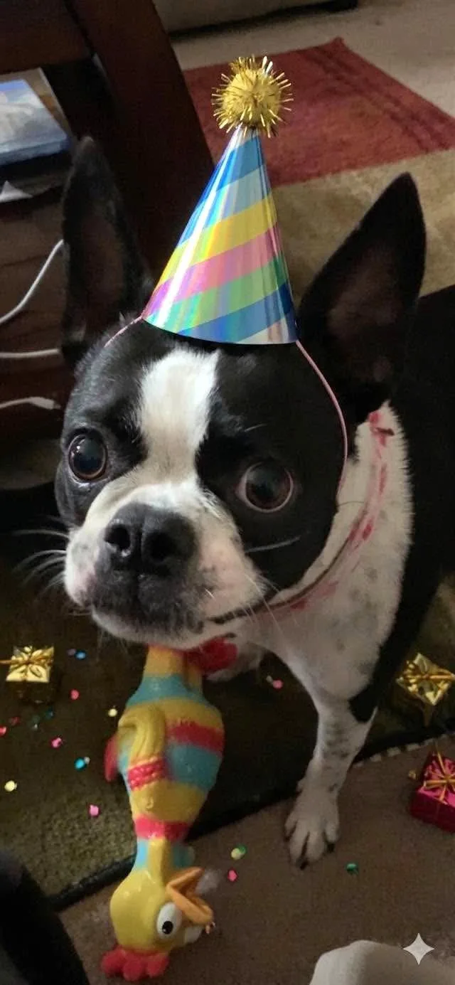 An adult small-sized female Boston Terrier dog named Coco for adoption in Wheaton, IL