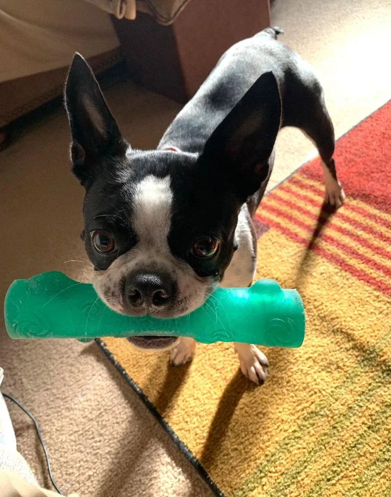 Coco thumbnail 3