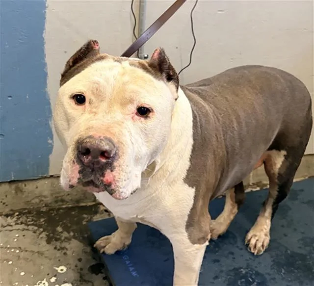 An adult large-sized male Pit Bull Terrier dog named Mellow for adoption in Camarillo, CA