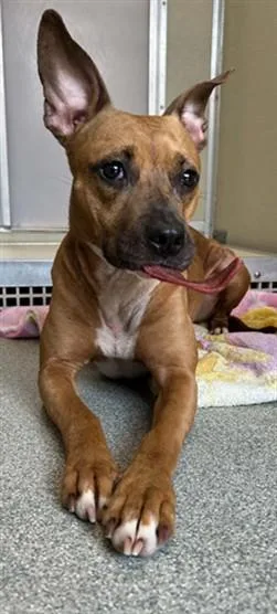 A young large-sized female Pit Bull Terrier dog named Hannah for adoption in Lincolnton, NC