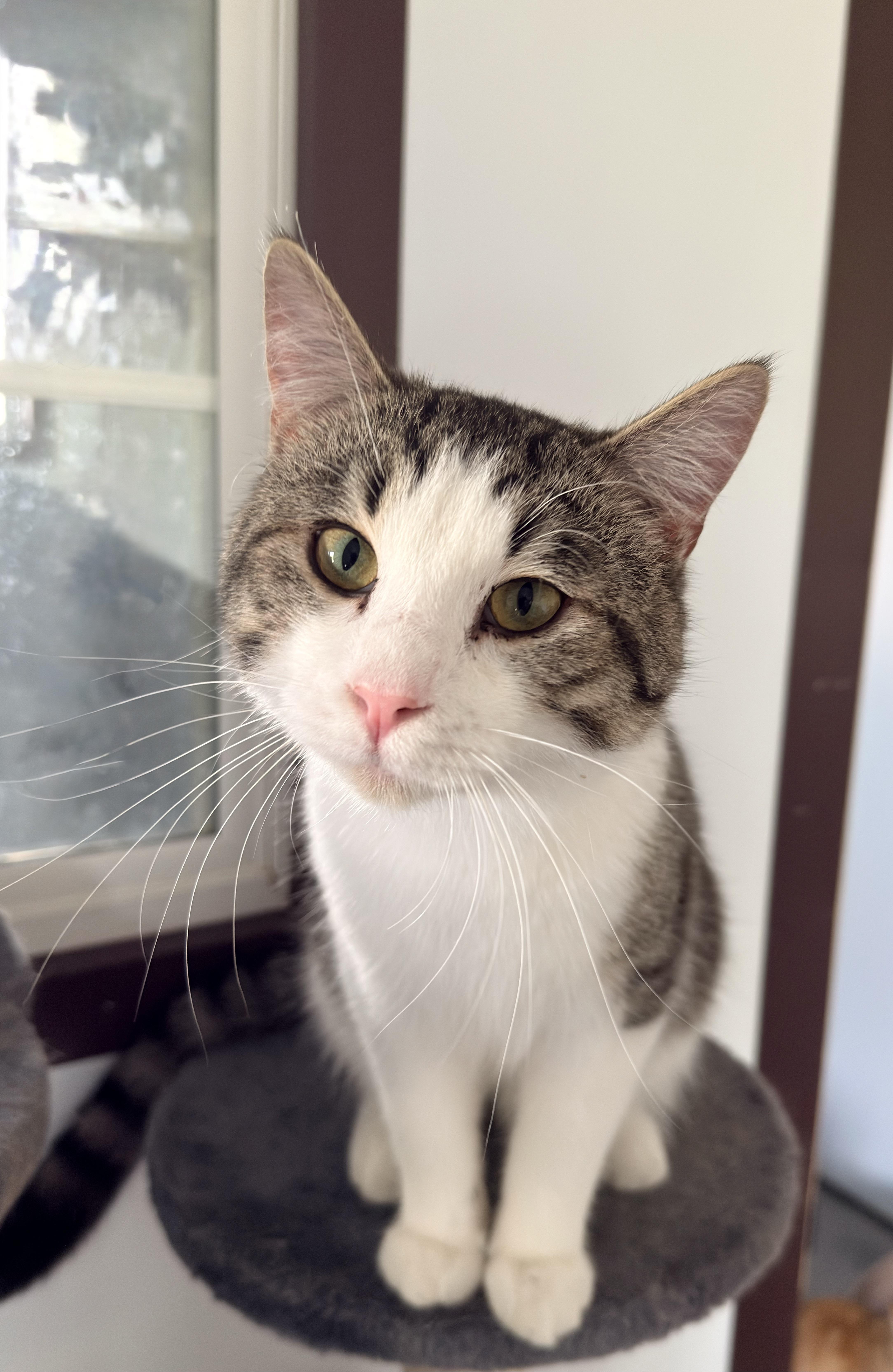 A young medium-sized male Domestic Short Hair cat named Bean Dip for adoption in Auburn, NE