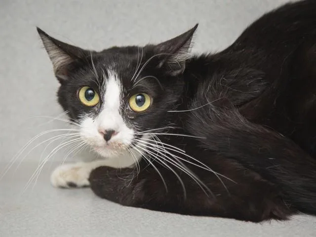 A young medium-sized female Domestic Short Hair cat named Ladybird for adoption in Phoenix, AZ