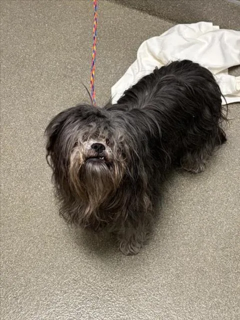 A senior small-sized female Maltese dog named Fabs for adoption in Las Vegas, NV