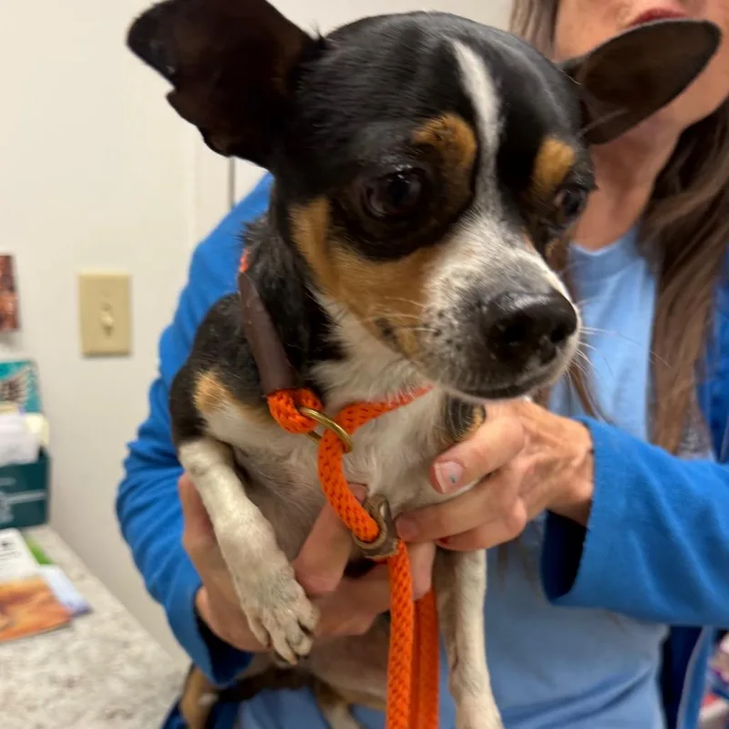 An adult small-sized male Black Mixed Breed dog named Blade for adoption in York, PA