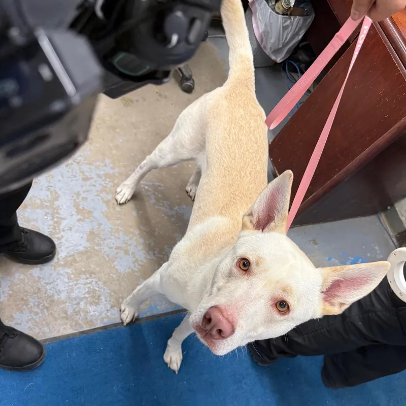 An adult large-sized male Australian Kelpie dog named WheelieJake for adoption in Rangely, CO