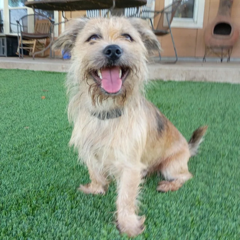 A young small-sized male Golden Border Terrier dog named Taz — The Calm for adoption in Houston, TX