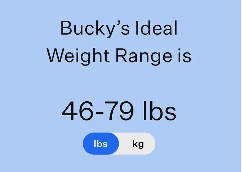 A baby large-sized male Tricolor (Brown, Black, & White) German Shepherd Dog dog named Bucky for adoption in Frisco, TX