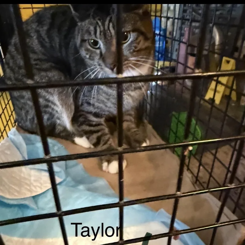 Taylor