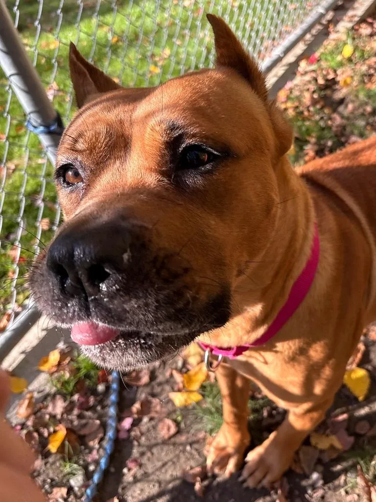 An adult large-sized female Mastiff dog named Juno for adoption in Fall River, MA