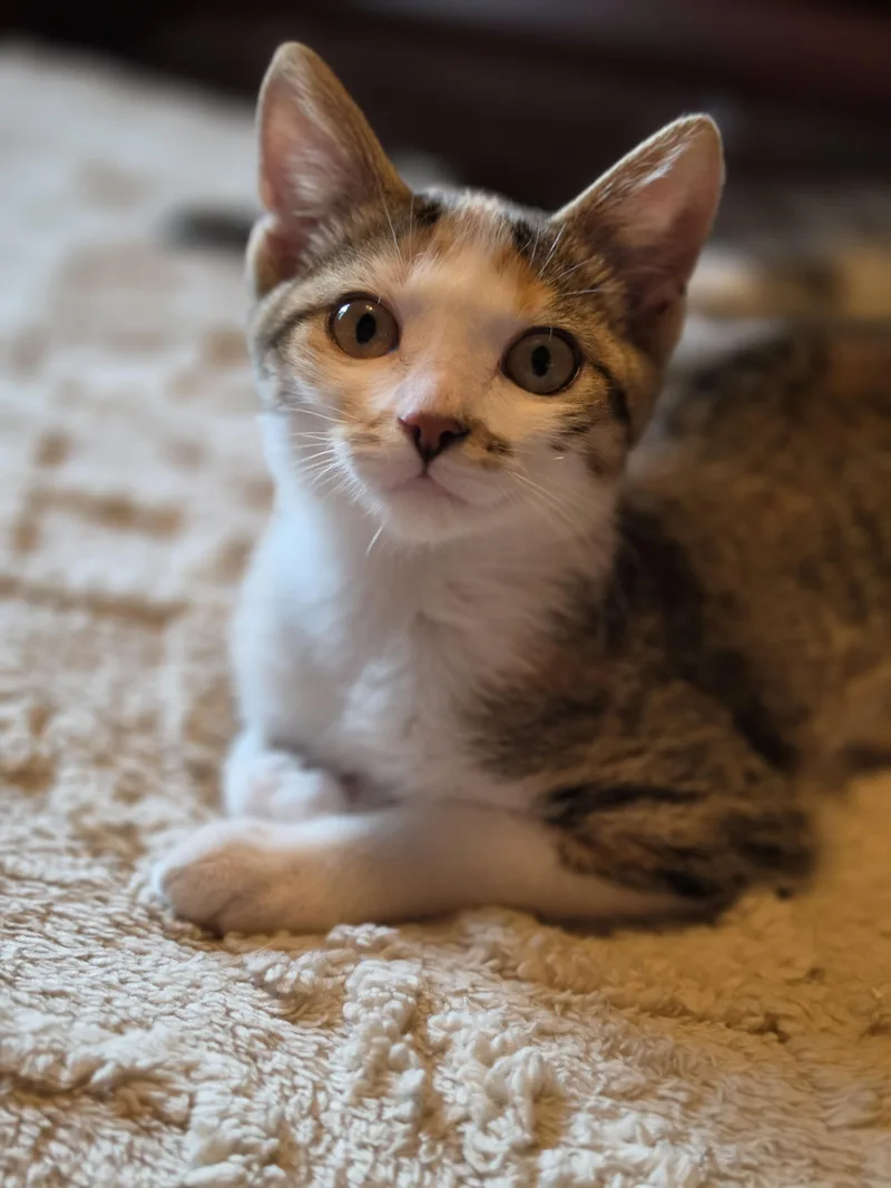 A baby large-sized female Torbie Domestic Short Hair cat named Hazel for adoption in Medford, WI
