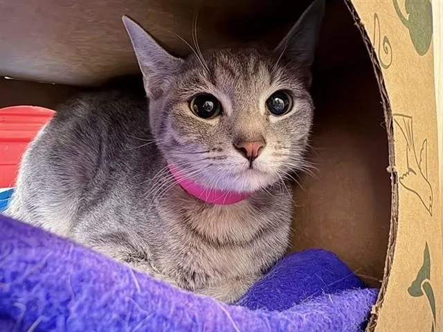 A young medium-sized female Domestic Medium Hair cat named Thea for adoption in Saint Louis, MO