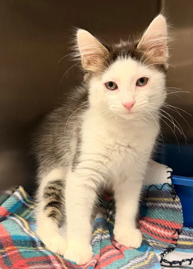 A baby small-sized male Domestic Short Hair cat named Solace for adoption in Ocala, FL
