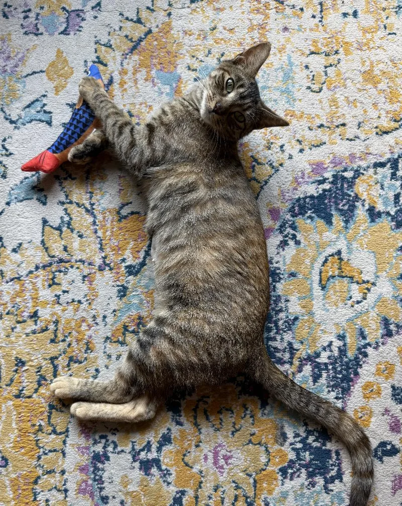 A young medium-sized female Domestic Short Hair cat named Divine for adoption in Brooklyn, NY