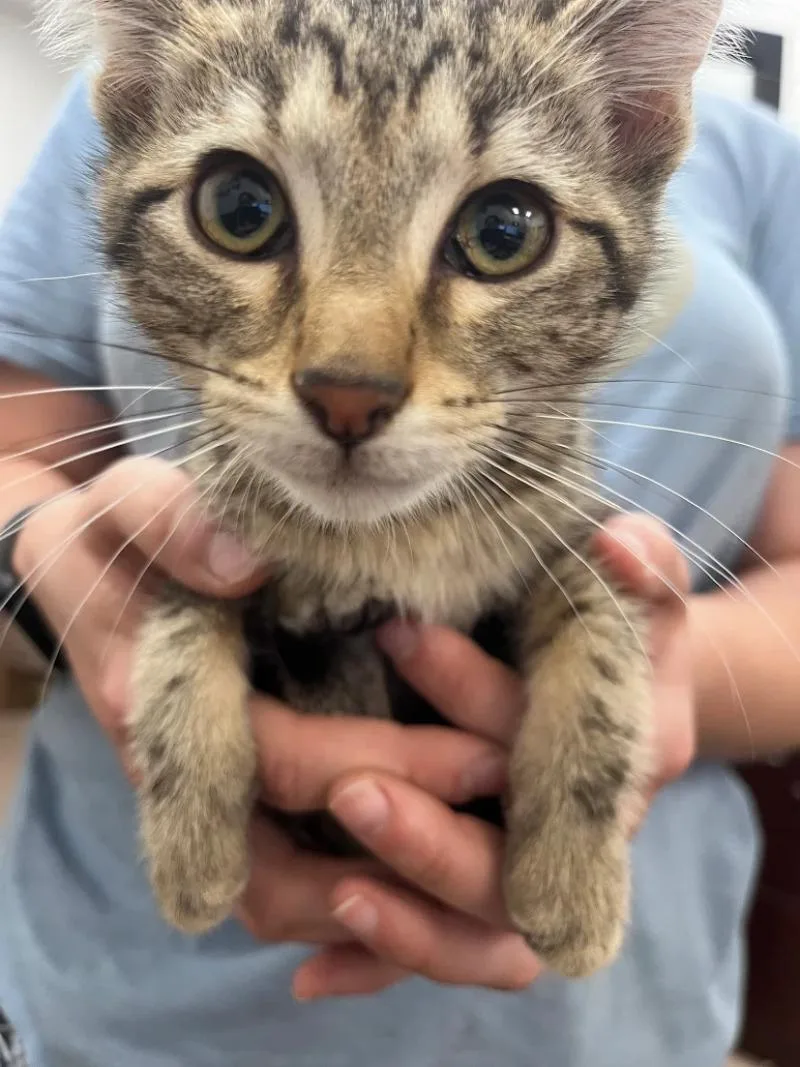 A young medium-sized male Brown / Chocolate Domestic Short Hair cat named Lando for adoption in Fort Collins, CO