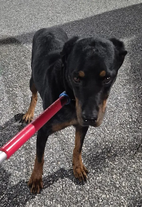 An adult large-sized female Rottweiler dog named Icc Tassa for adoption in Lawrenceville, GA